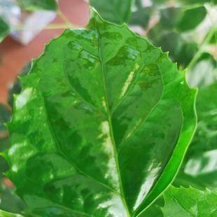 Penetrating wetting agent for chemical wetting pesticides wholesale spreading agent diffusion permeate for agricultural silicone additives